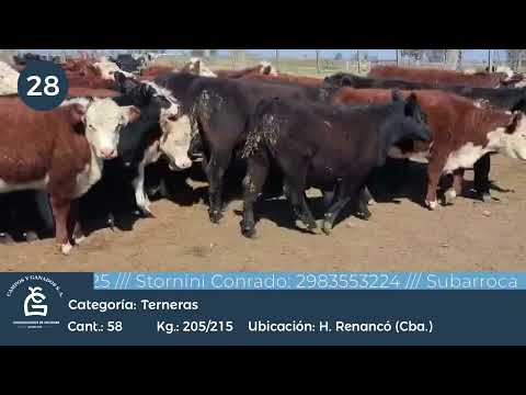 Lote Hembras - Huinca Renancó Cba