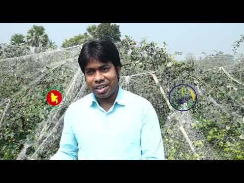 বাণিজ্যিকভাবে কাশমেরী বল সুন্দরি ও নারকেল কুল চাষ