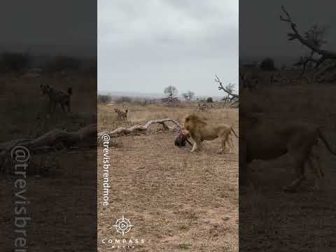 Full Video of Hyena Clan Rescuing Friend from Epic Lion Attack
