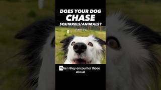 Canine Chasing Squirrels? You Must Know This! 🐿️✨(Pt 2) #dogtrainer #dogtraining #stopchasing #canines