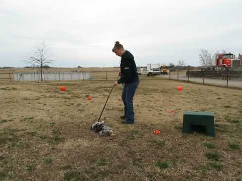 Fifteen Acre Farms Australian Shepherds