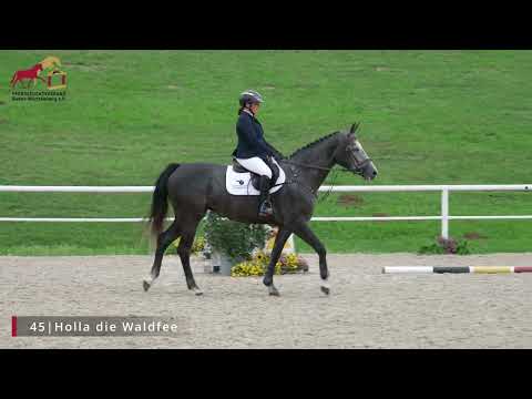 KN 45 Holla die Waldfee *2020 Stute v. Hickstead White - Sandro