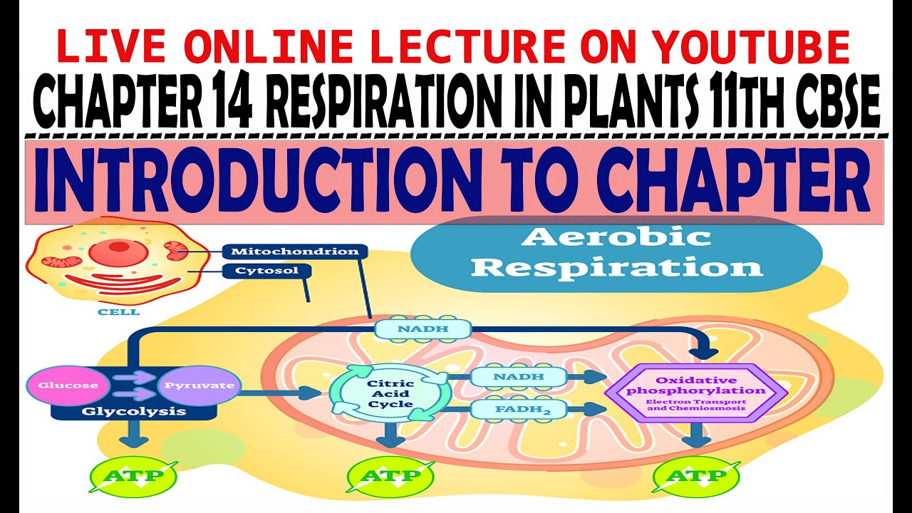 INTRODUCTION TO CHAPTER 14 RESPIRATION IN PLANTS FROM 11TH CBSE OVERVIEW OF CHAPTER