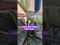 Loquat showing 2 new stem after pruning #kwinngarden #plant #urbangardener #gardening #loquat