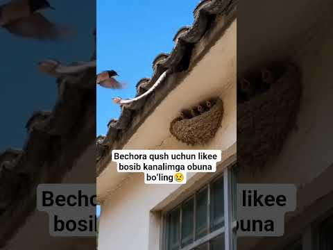 obuna boʻling❤️🤝 #1m #rek #like #rekkkkkk