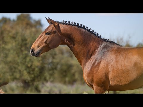 **SOLD** Promising piro free youngster by Escorial  (REF#718)