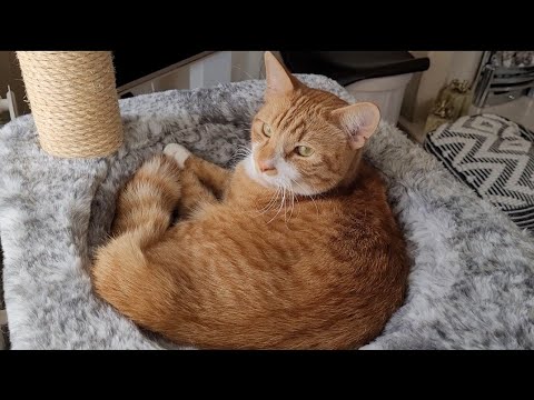 "I LOVE You" in cat language