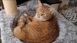 Download lagu 'I LOVE You' in cat language mp3 Download lagu 'I LOVE You' in cat language mp3