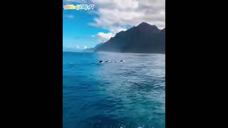 Julio Iglesias - Adiós Pampa Mia 🐬🐬🐬