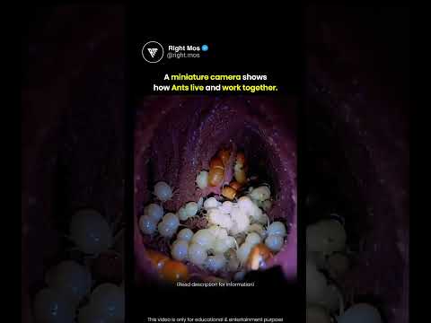 Ant POV 😲🐜