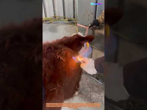 소 급성 복부 팽만증의 전통적 치료법