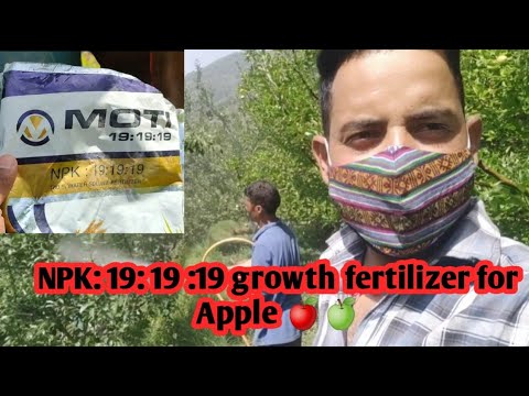 NPK 19 19 19 fertilizer for Apple 🍎🍏 .