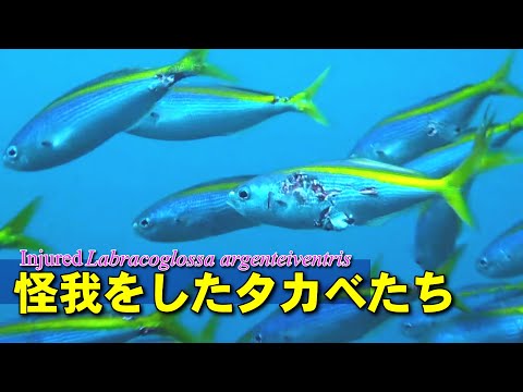 岩陰にひっそりと集まる怪我個体を含むタカベの小群