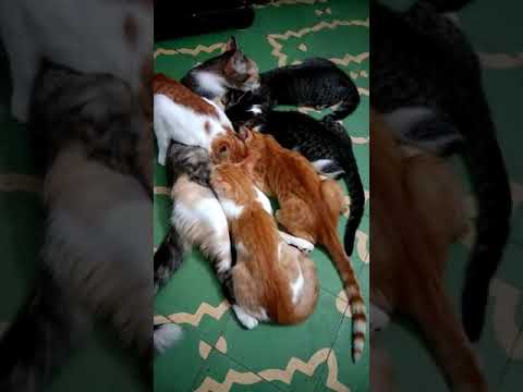 Los ñiños tomando teta