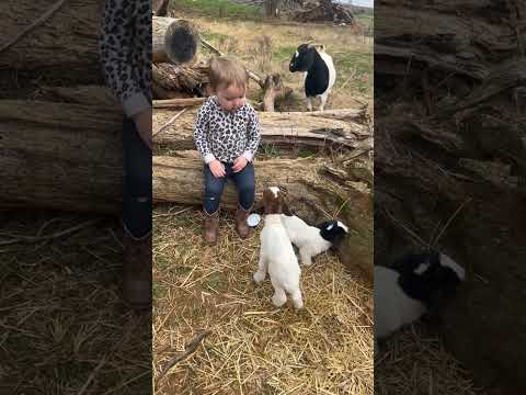 Baby and baby goat #funnyvideos #foryou #cute #kidsoftiktok #animals