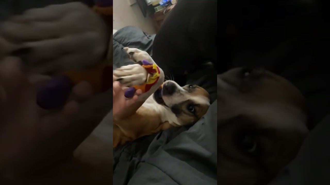 Kapone, an adopted mixed breed in Metairie, LA video 1/5