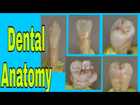 Dental Anatomy, Teeth Suggested Dimension for Carving technique by mm. Proximal and Buccal Anatomy.