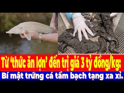 From 'pig food' to worth 3 billion VND/kg: The secret of luxurious albino sturgeon caviar.