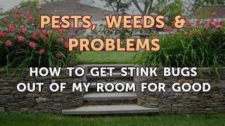 How to Get Stink Bugs Out of My Room for Good