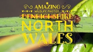 Amazing Wildlife Photo's - Denbighshire North Wales
