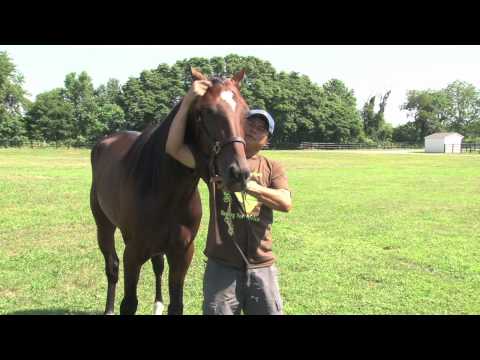 2011 Hambo Contender -- Pastor Stephen