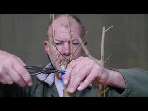 Feldahorn, künstliche Stammverjüngung (Yamadori Teil 5)