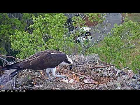 Afternoon Fish Delivery In Savannah – April 9, 2018