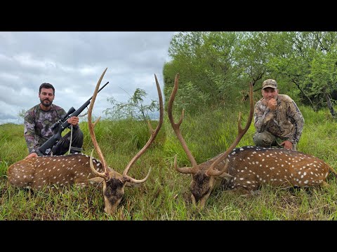 CACERÍA  DE CIERVO AXIS 🦌🦌 2 parte... CORRIENTES. 