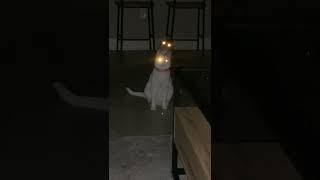 Download lagu Kok kucing matanya nyala kayak senter #fyp #shorts #short #kucing mp3