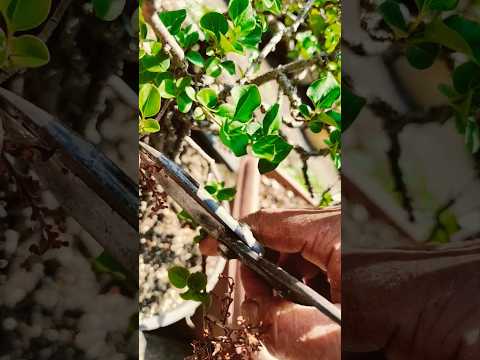 ライラックの種を植える時期 - 写真のライラックの種