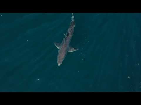 Great white shark - stunning drone footage in South Africa