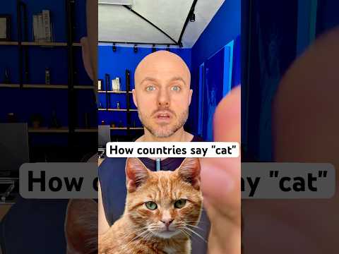 How do you say 🐈 CAT 🐈 in your #languages 🤔 #learninglanguages