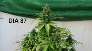 MAGNUM AUTO DE BUDDHA SEEDS, SEGUIMIENTO COMPLETO.