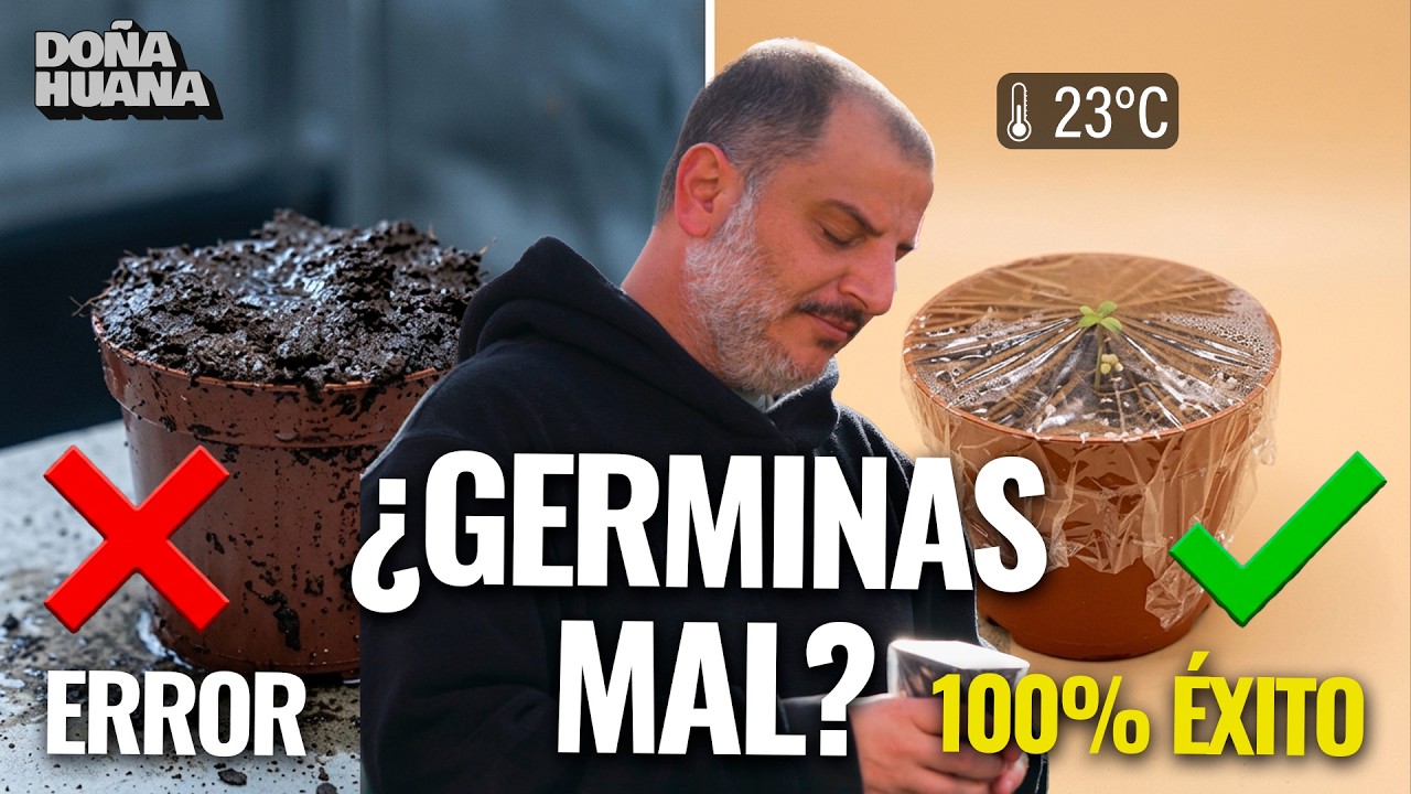 El paso a paso definitivo para que germinen todas tus semillas - Heavens Fruit