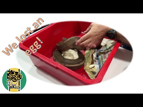 Breeding Ball Pythons; Maternal Incubation 3