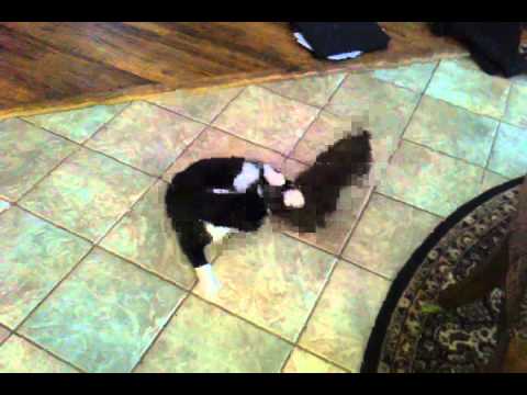 Tux and Dietrich.3gp