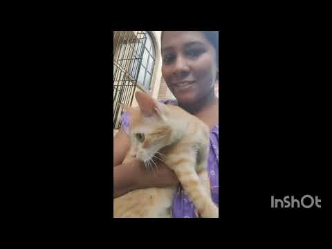 #petlover #petlovers #pet #pets #catvideo #catvideos #cats #cat ‎⁨@Parvinsworld-I8r