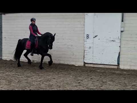 Stal Okkema's Ynskje - Norbert x Leffert - Mare - 2015 -