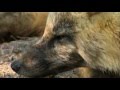 Timothy Treadwell Tribute  ** The Grizzly Man **   by The Slobbies