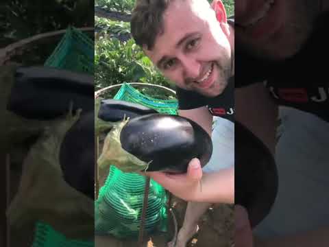 Afacere Profitabilă cu Vinete la Halmeu - Satu Mare NOU / 2023