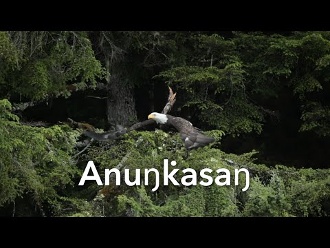 The Significance of Eagles for Native Americans