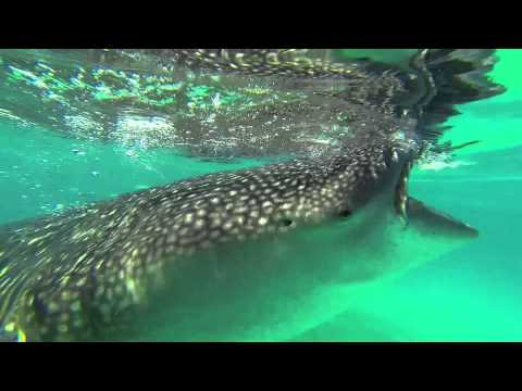 Oslob, Cebu - Snorkeling with Whalesharks