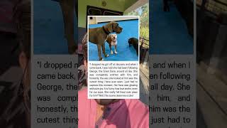 Download lagu She Fell In Love At Daycare… And It Wasn’t Who You Think 🐶❤️ mp3