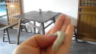 silkworm on my hand, see how funny Sunny she scares them Compress