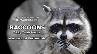 Raccoons: Tricky Trash Pandas or Misunderstood Masterminds?