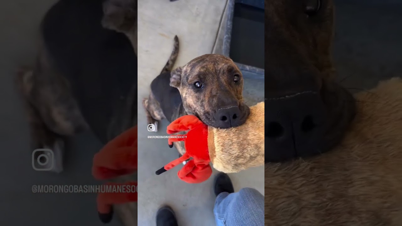 NOVA, a ADOPTABLE mixed breed in Joshua Tree, CA video 3/4