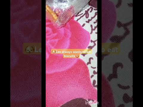 #viralshort vira#food #dog lovers #funny #cutedog