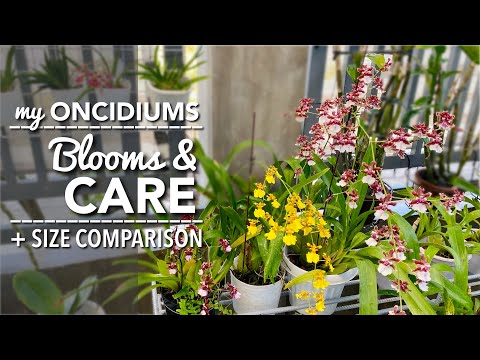 , title : 'ONCIDIUM ORCHIDS Blooms & Care | How To Water & Fertilize Oncidiums | Medium, Pot & Size Comparison'