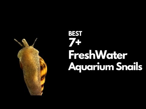 Best Freshwater Snails - 7 Good Ones to Try!