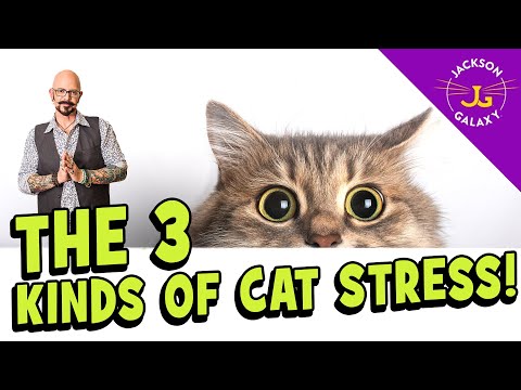 YouTube video about: Can stress cause diarrhea in cats?